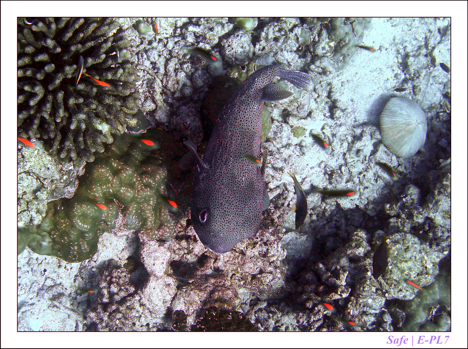 2019 - 07 - Snorkeling maldives - 29